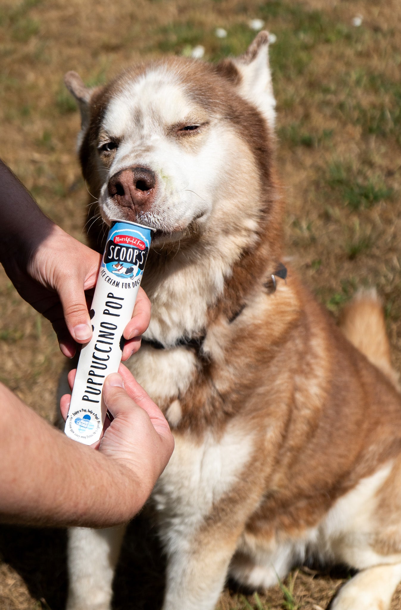 SHOPIFY NAT Marshfield Scoops Dog Puppuccino Pop 1 x110ml (Not for Human Consumption)
