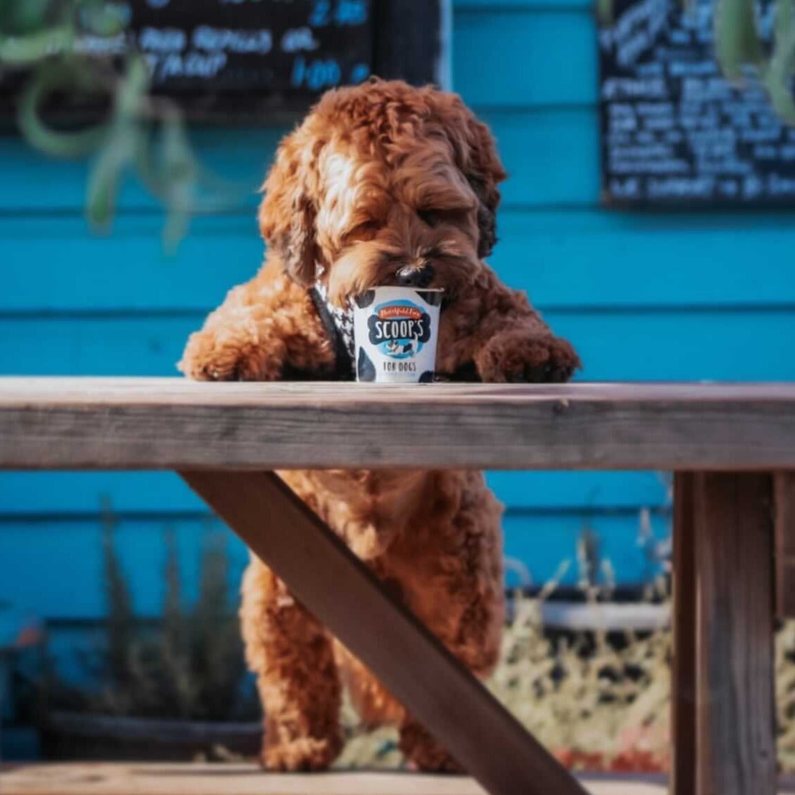 Scoop's Ice Cream for Dogs Vanilla