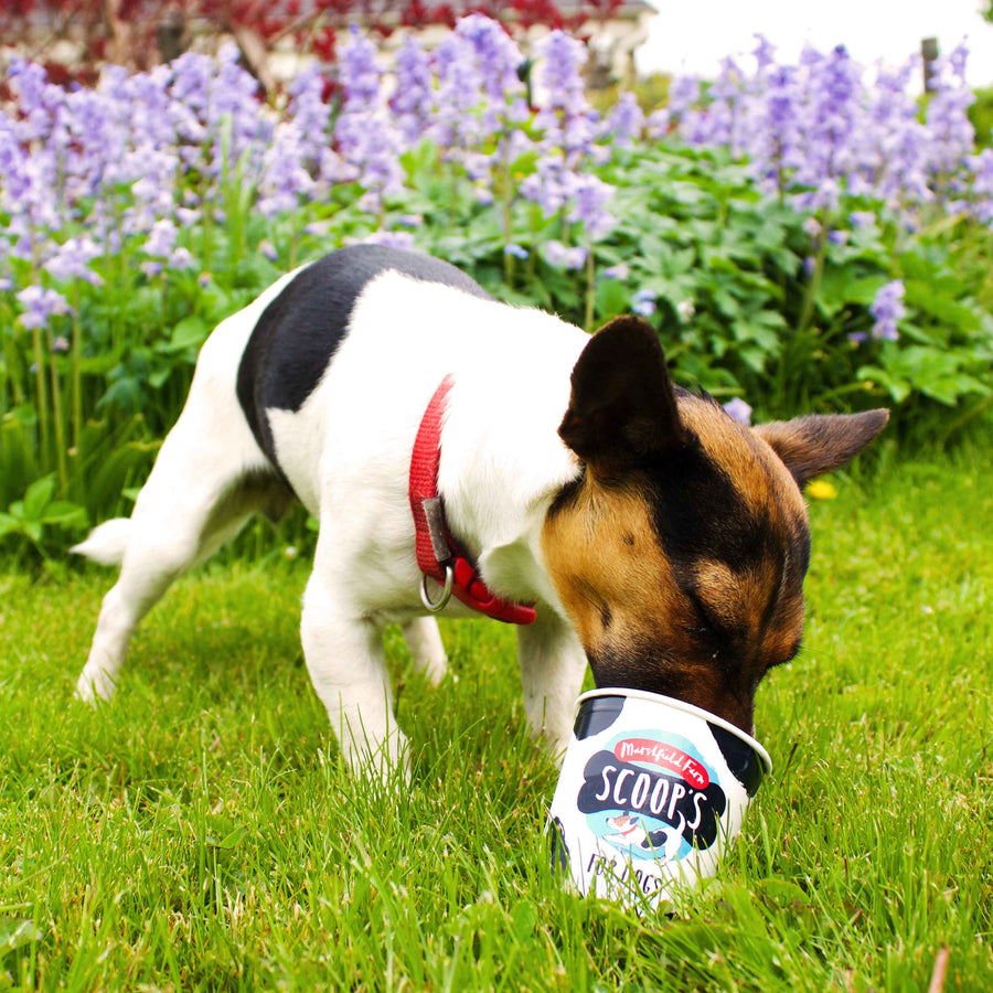 Scoop and her ice cream