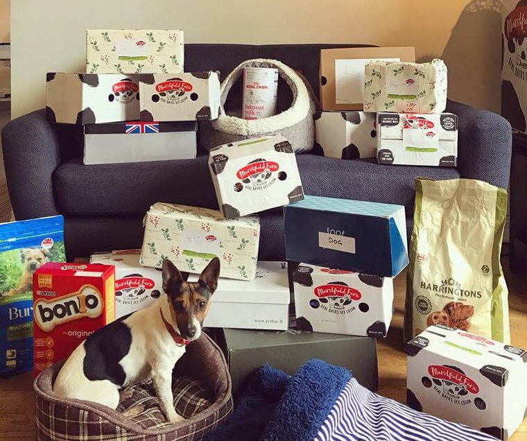 Holly Hedge Christmas Shoebox Appeal