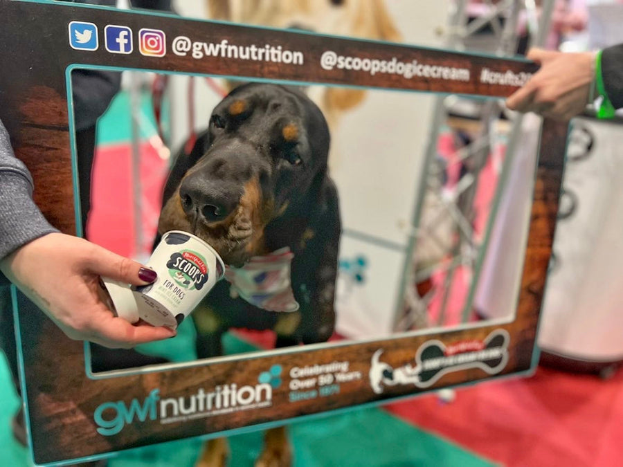 Scoop ice cream at crufts