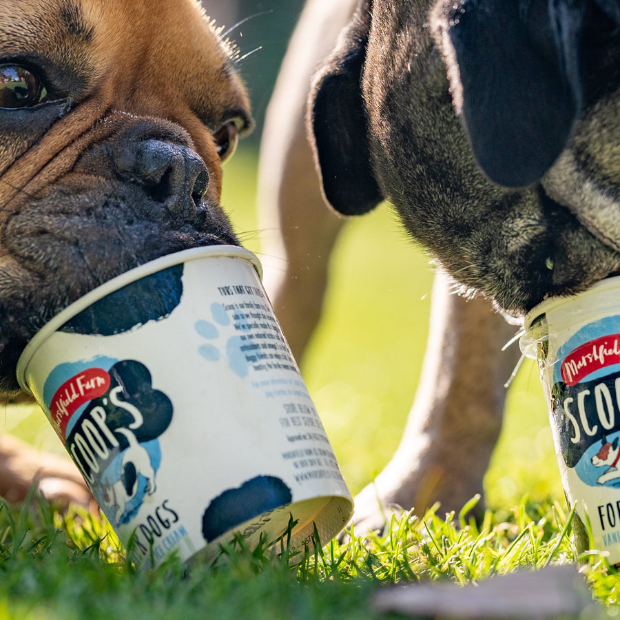 Dogs enjoying Scoop's Ice Cream for Dogs