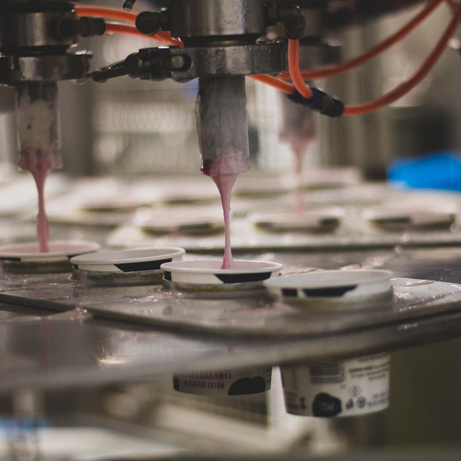 Blackcurrants in Clotted Cream being filled in the factory