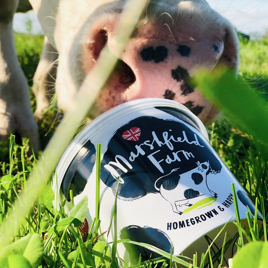Ice Cream tub with cow