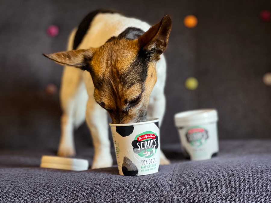 Scoop s New Mint Ice Cream for Dogs Marshfield Farm Ice Cream