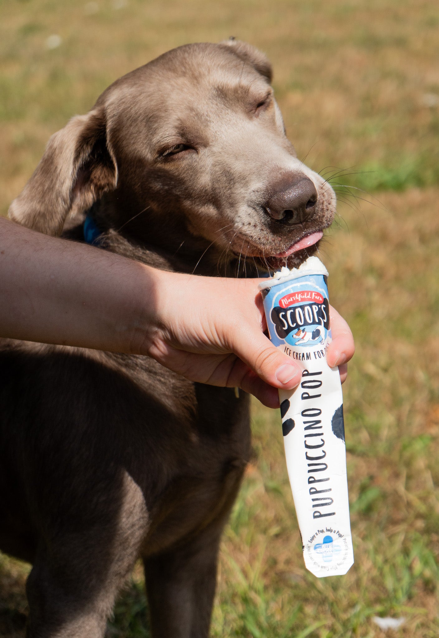 SHOPIFY NAT Marshfield Scoops Dog Puppuccino Pop 1 x110ml (Not for Human Consumption)