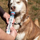 SHOPIFY NAT Marshfield Scoops Dog Puppuccino Pop 1 x110ml (Not for Human Consumption)