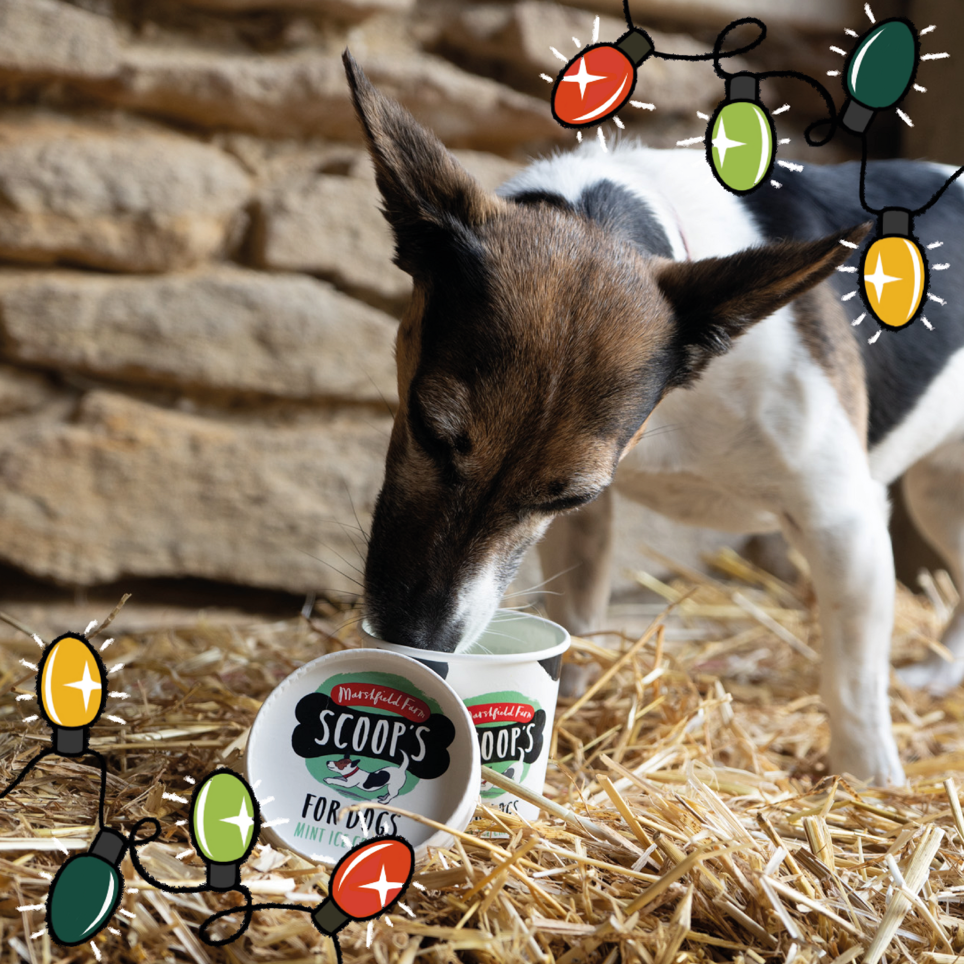 Scoop s Ice Cream for Dogs Mint Marshfield Farm Ice Cream