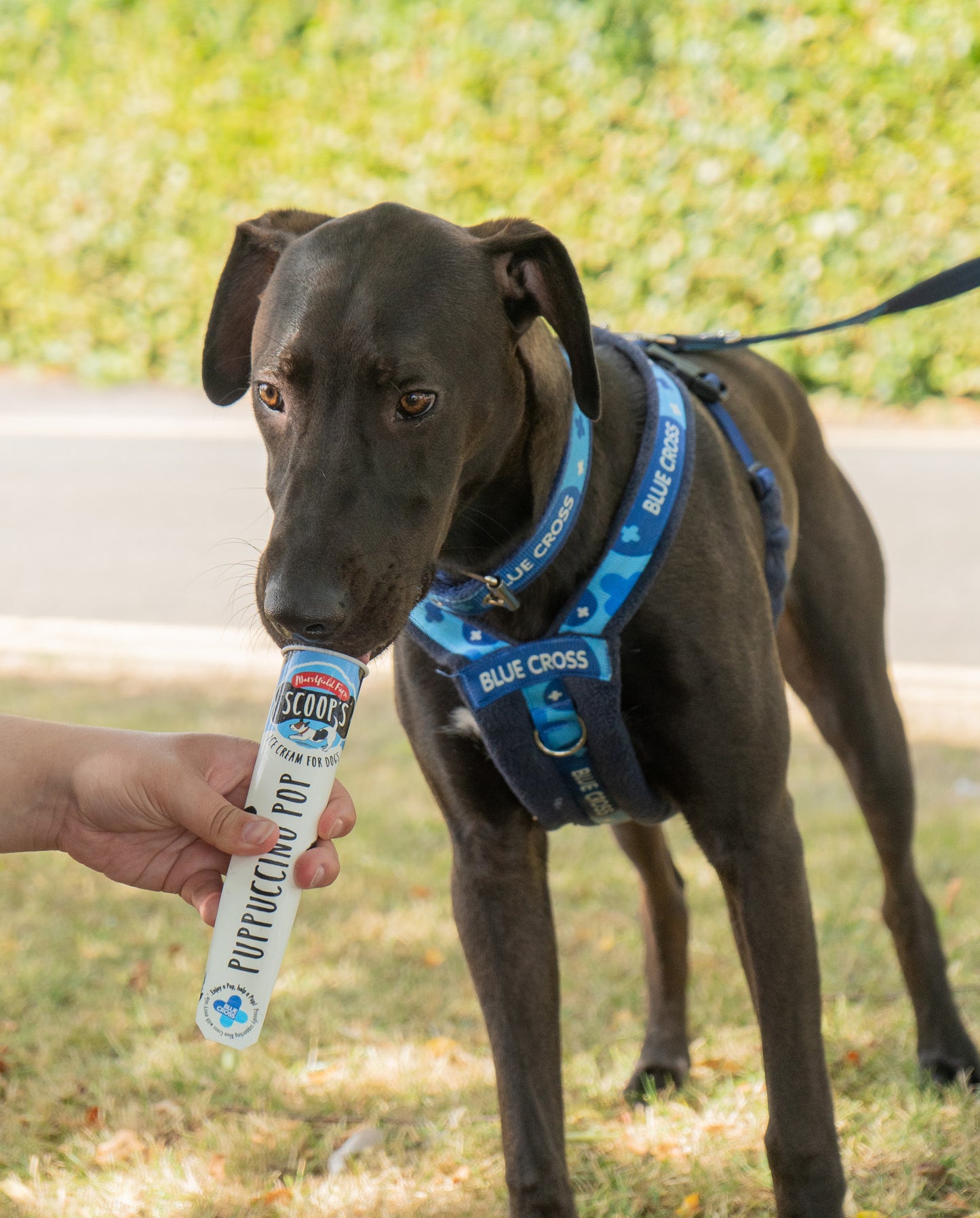 SHOPIFY NAT Marshfield Scoops Dog Puppuccino Pop 1 x110ml (Not for Human Consumption)