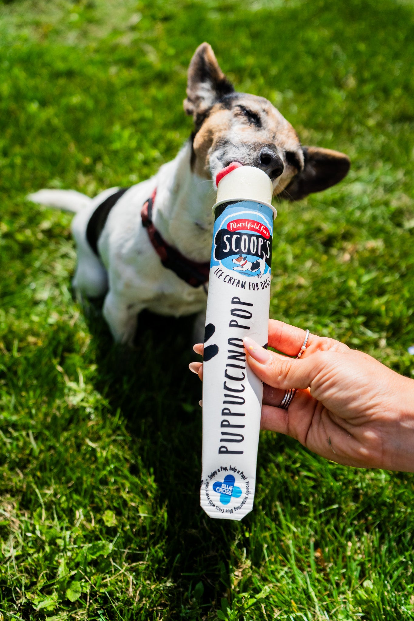 SHOPIFY NAT Marshfield Scoops Dog Puppuccino Pop 1 x110ml (Not for Human Consumption)