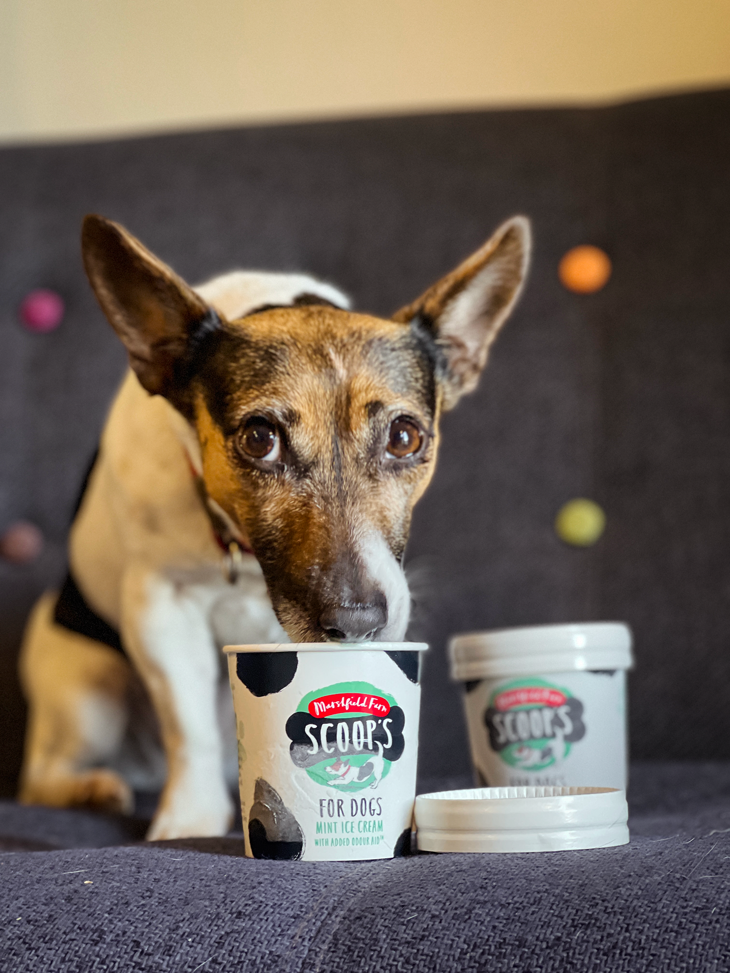 Are dogs allowed ice cream sale