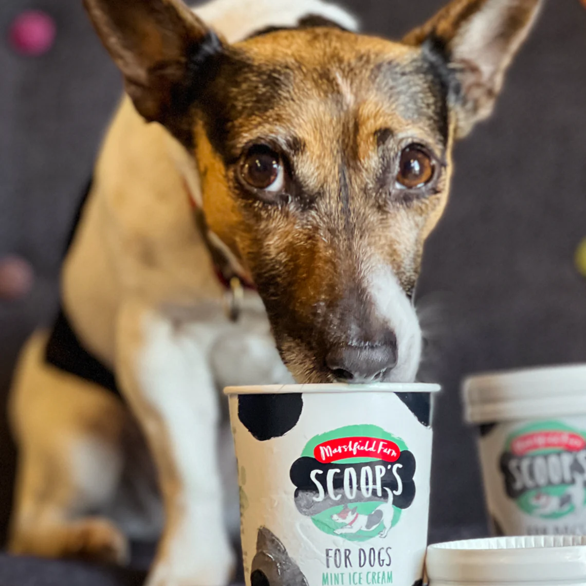 Scoops Ice Cream for dogs Mint