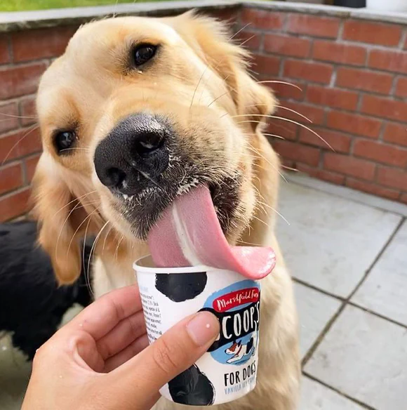 Dog enjoying Scoop's Ice Cream for Dogs