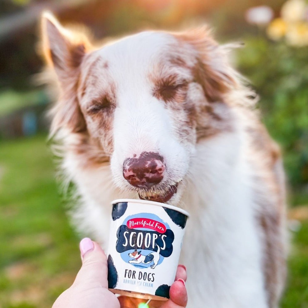 Maggie the dog enjoying ice cream