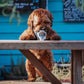 Scoop's Ice Cream for Dogs Vanilla